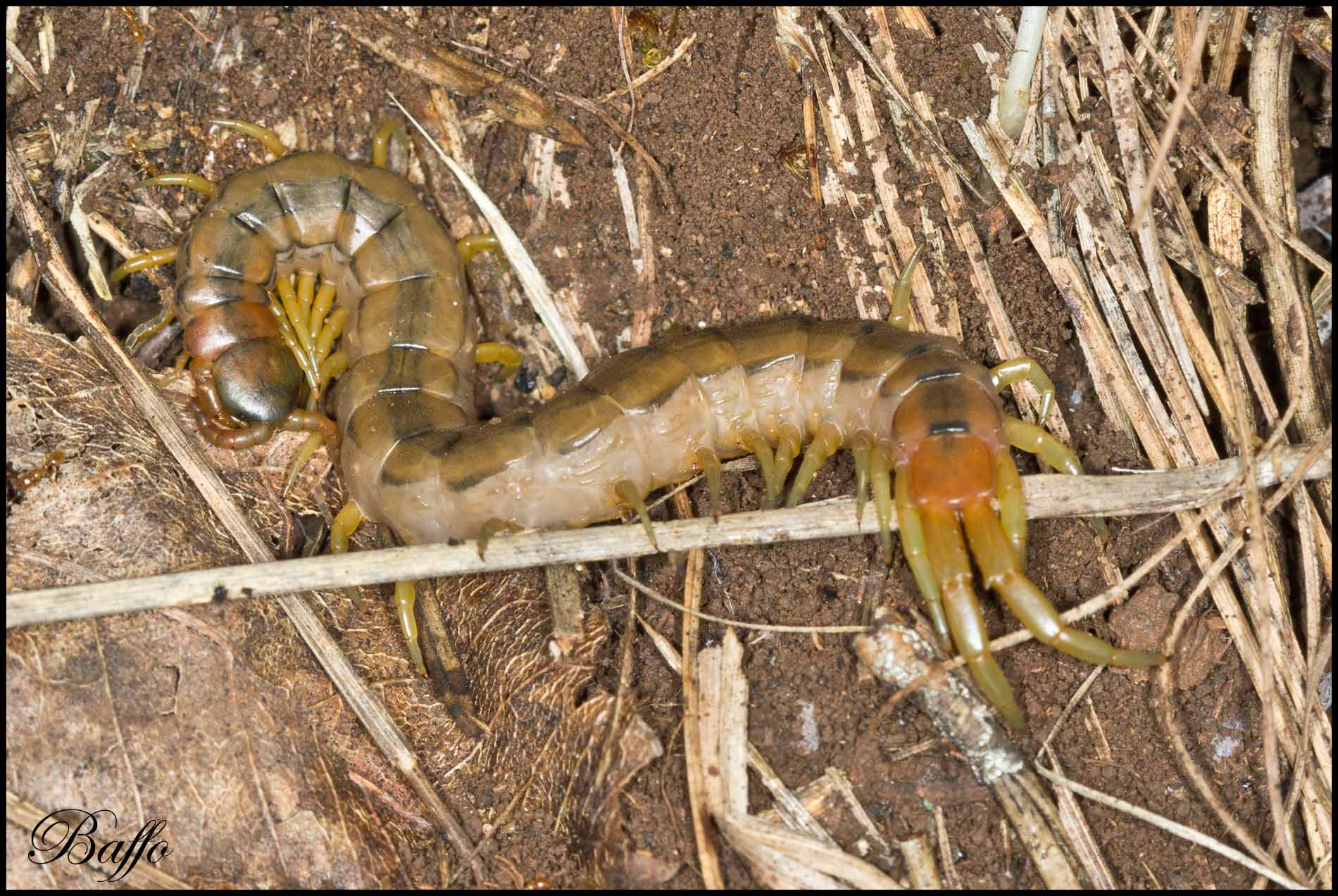 Scolopendra cingulata e Lithobiidae